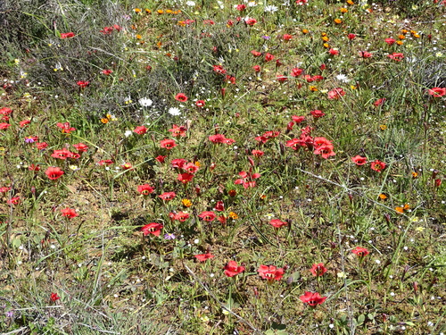Image of Satin Froetang by no rights reserved