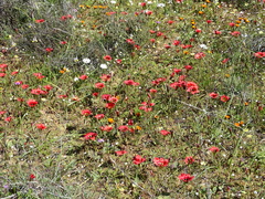 Romulea sabulosa