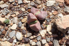 Didymaotus lapidiformis