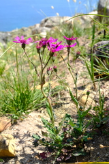 Senecio hastifolius