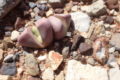 Didymaotus lapidiformis