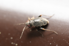 Chlamydatus evanescens