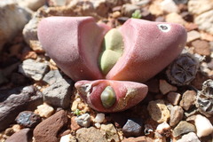 Didymaotus lapidiformis