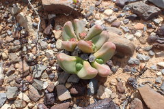 Didymaotus lapidiformis