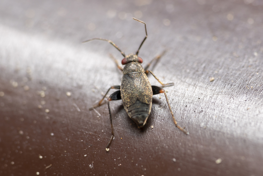 Chlamydatus evanescens