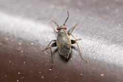 Chlamydatus evanescens