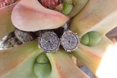 Didymaotus lapidiformis