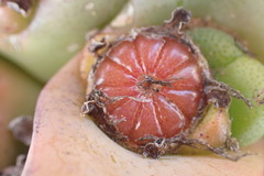 Didymaotus lapidiformis