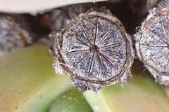 Didymaotus lapidiformis
