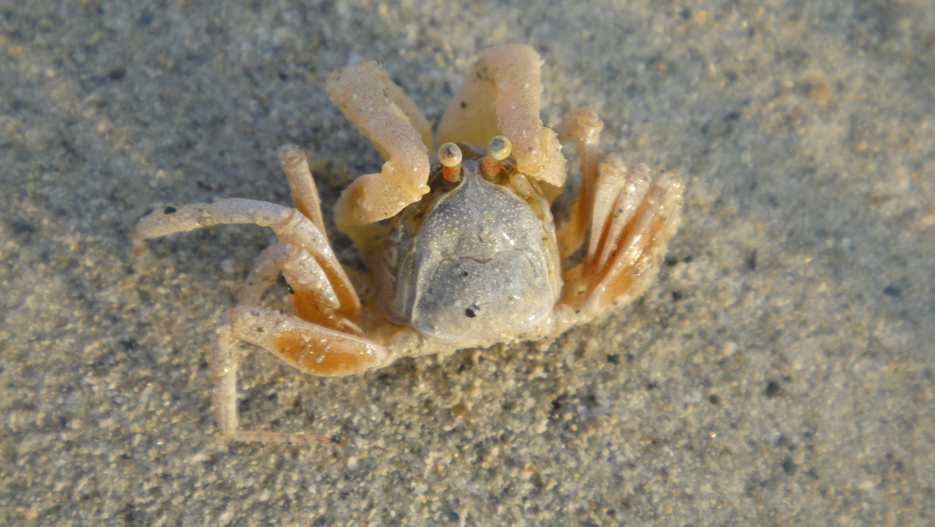 Asian Soldier Crab (Dotilla myctiroides) — recorded at Bungalow Bay
