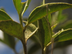 Chromolaena leivensis