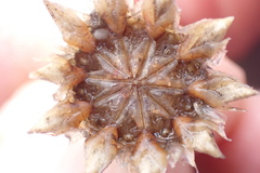 Didymaotus lapidiformis