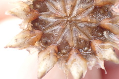 Didymaotus lapidiformis