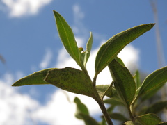 Chromolaena leivensis