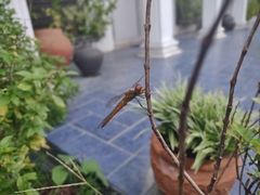 Pantala flavescens