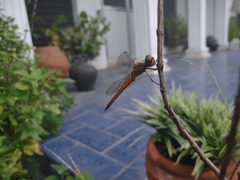 Pantala flavescens