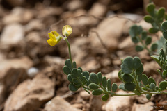 Coronilla vaginalis