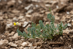 Coronilla vaginalis
