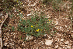Coronilla vaginalis