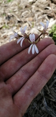 Pelargonium ranunculophyllum