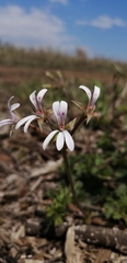 Pelargonium ranunculophyllum