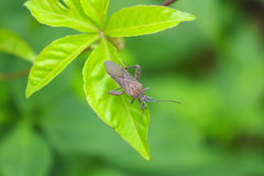 Physomerus grossipes