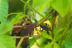 Physomerus grossipes