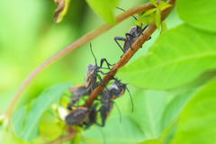 Physomerus grossipes