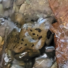 Rana dybowskii