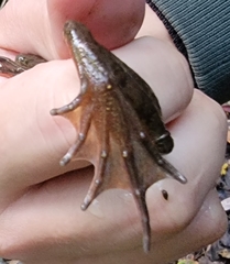 Rana dybowskii