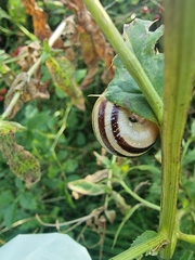 Cepaea hortensis