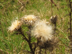 Cirsium vulgare