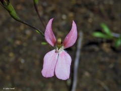 Stylidium petiolare