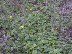 Doronicum columnae