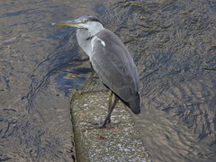 Ardea cinerea