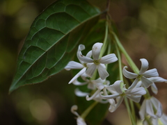 Combretum shivannae