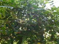 Combretum shivannae