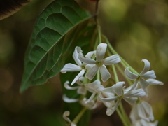 Combretum shivannae