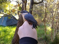 Sitta europaea caesia