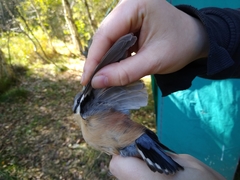 Sitta europaea caesia