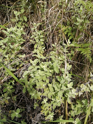 Image of Helichrysum panduratum by (c) Mmatjie Mashao, some rights reserved (CC BY-SA)