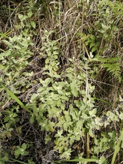 Helichrysum panduratum