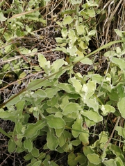 Helichrysum panduratum