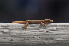 Hemidactylus bowringii