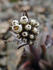Myosotis monroi