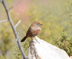 Euryptila subcinnamomea