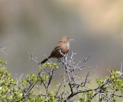 Euryptila subcinnamomea