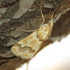 Pseudoschinia elautalis