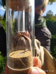 Evacanthus interruptus