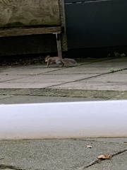 Sciurus carolinensis